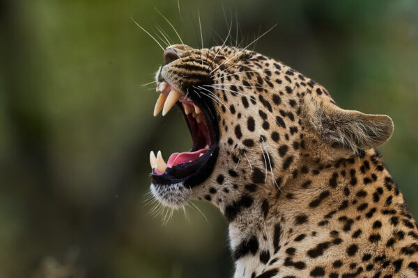 Meet the Leopards of YouTube on WildEarth’s Livestreamed Safaris