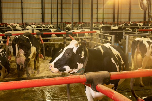 Upheaval in Washington Hinders Campaign Against Bird Flu