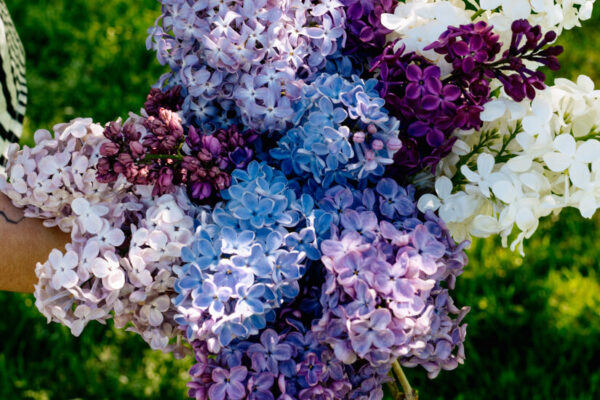 The Care and Pruning of the Extravagant Lilac