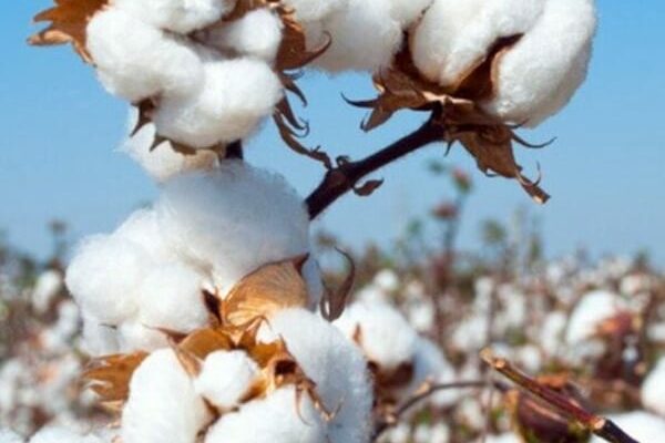Modi’s trade dilemma: protect textiles or cotton